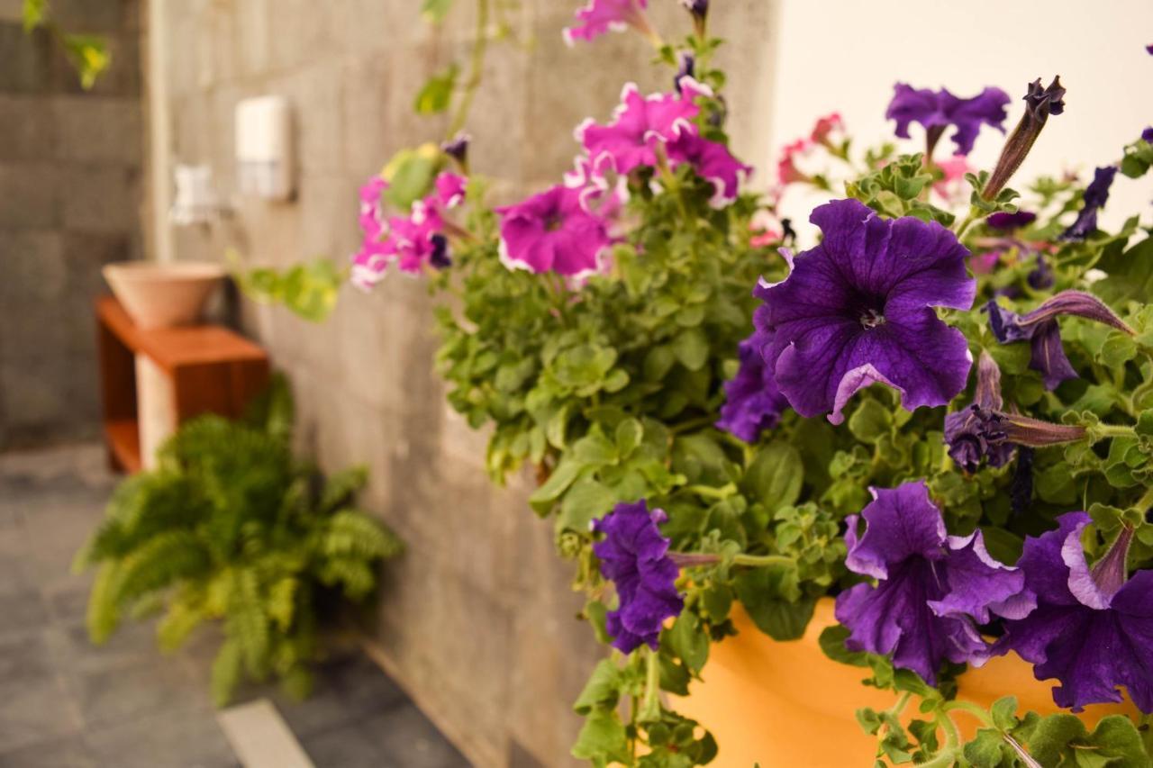 Casa Ticul Hotel Boutique - 5Th Ave (Adults Only) Playa del Carmen Exterior foto Petunia